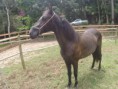 /album/galeria-de-fotos-animais-a-venda/valente-jpg/