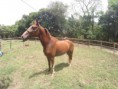 /album/galeria-de-fotos-animais-a-venda/vesuvio-jpg/