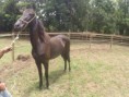 /album/galeria-de-fotos-animais-a-venda/xiissto-jpg/